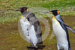 Two King Penguins out for a walk photo